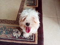 Yorkshire terrier yavrularımız 2-5-10 aylık