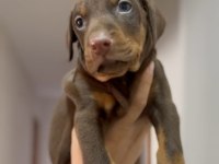 3 aylık erkek kızıl doberman