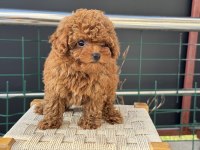 Boy ve kg ram garantili tea cup kore poodle