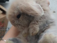 Hollanda lop tavşan