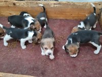 Safkan ırk garantili beagle yavrular