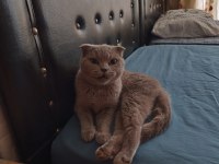 Scottish fold dişi 1 yaşında kızımız kısır değil