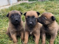 Belçika malinois yavrularımız sağlık ve ırk garantili