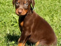 Doberman bebekler