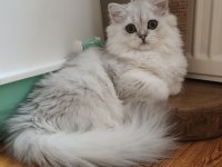 Scottish Straight Longhair Ns 11 Dişi