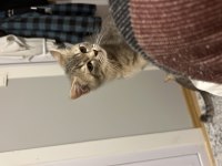 British shorthair blue point ve whiskas