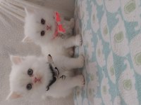 British Longhair Bebeklerimiz