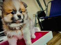 3 AYLIK ERKEK BOO POMERANİAN