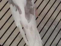 5 Yumurtalı TAKIM Erkek Heavy Dişi Albino Sultan
