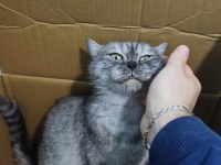 Britsh shorthair silver tabby