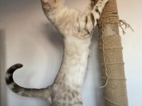SAFKAN BENGAL KEDİLERİ