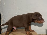 KIZIL DOBERMAN BEBEKLER