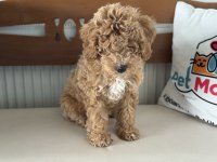 Petmode köpek çiftliğinde ziyarete açık maltipoo