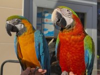 EĞİTİMLİ ARA MACAW PAPAĞANLARIMIZ GÖNDERİM MEVCUT