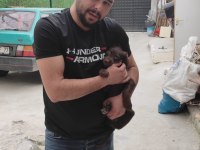 Safkan Rus finosu kızıl ve siyah