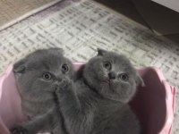 Yavru scottish fold