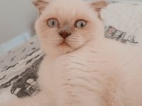 Scottish Fold Blue Point