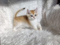 British shorthair golden ny12