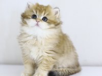 Teslime hazır tontik british shorthair yavrular