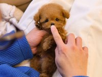 SUPER STAR TOY POODLE YAVRULARIM
