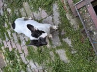 French bulldog yavru köpekler