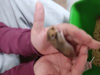 Yavru Tatlı Minik Hamsterler