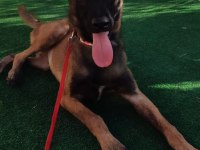5 Aylık Belçika Malinois Kurdu