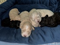Maltipoo bebekleri