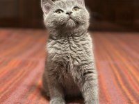 British shorthair yeni yuvasını arıyor ayı surat yavrular