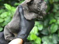 IRKININ EN İYİSİ BLUE FRENCH BULLDOG BEBEKLER