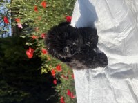 Morkie bebekler erkek