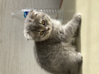 Scottish Fold Bebeklerim