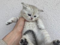 British shorthair