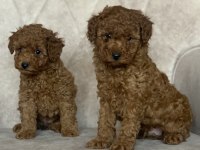 Red brown kore kani poodle yavrular