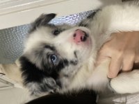 52 günlük dişi border collie yavrusu