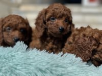 Petmode köpek çiftliğinde ziyarete açık toy poodle