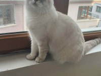 British Shorthair Yetişkin