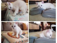 British shorthair erkek 70 günlük