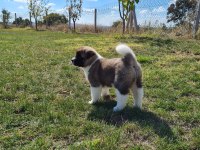 Yüksek Kalite Amerikan Akita Yavrular Sun Kennels