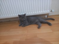 ÜCRETSİZ SAHİPLENDİRME KEDİMİZ