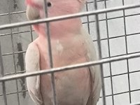 İnka Kakadu çift yavru alınmış garantili takım