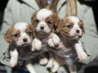 Cavalier king charles yavrularım