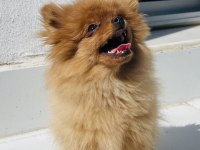 4 aylık güzeller pomeranian boo