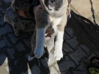 2 Dişi 1 erkek kangal yavruları