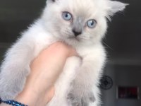 SAFKAN BLUE POİNT MAVİ GÖZ ERKEK SCOTTİSH STRAİGHT