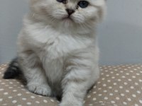 Bebek british shorthair