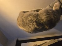 8 Aylık Erkek british shorthair