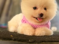 TATLI POMERANİAN BOO YAVRU