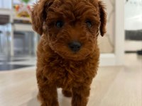 Irkının Güzeli Toy Poodle 