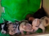 Teslime hazır şivava yavrular uygun